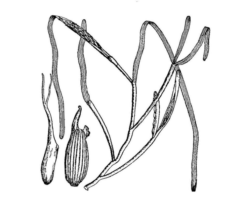 Line Drawing<br>(Origin of the Specimen: Britton and Brown)