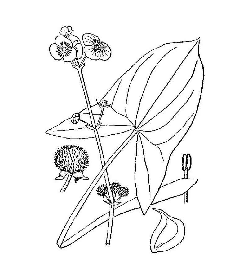 Line Drawing<br>(Origin of the Specimen: Britton and Brown)