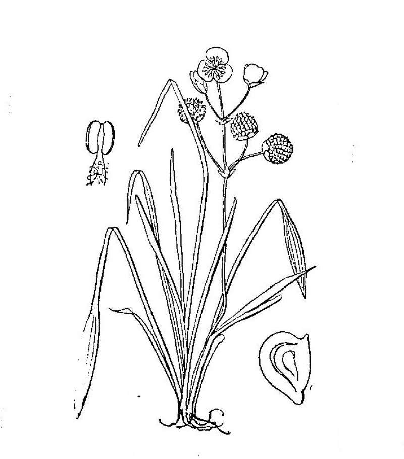 Line Drawing<br>(Origin of the Specimen: Britton and Brown)
