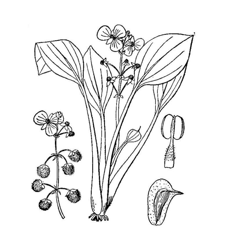 Line Drawing<br>(Origin of the Specimen: Britton and Brown)