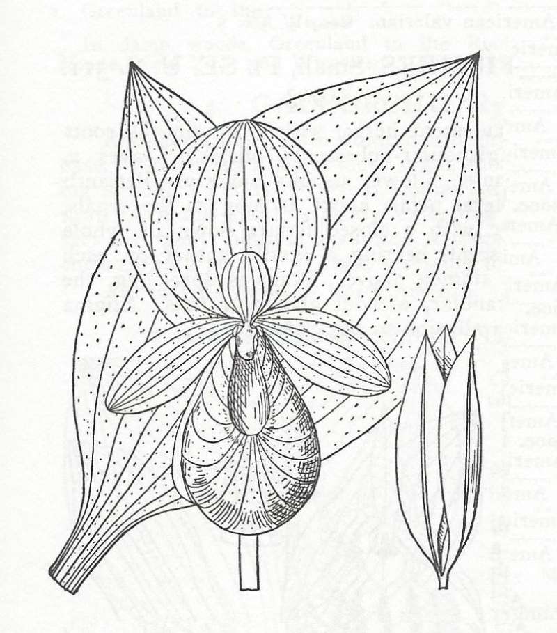 Line Drawing<br>(Origin of the Specimen: Britton and Brown)