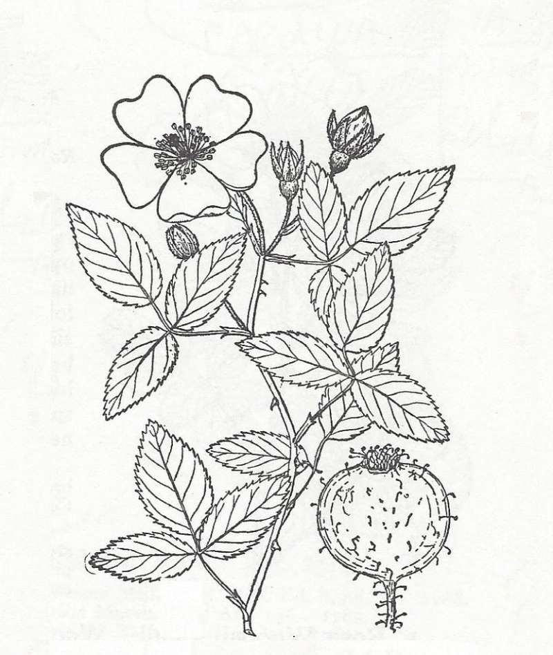 Silhouette- Line Drawing<br>(Origin of the Specimen: Britton and Brown)