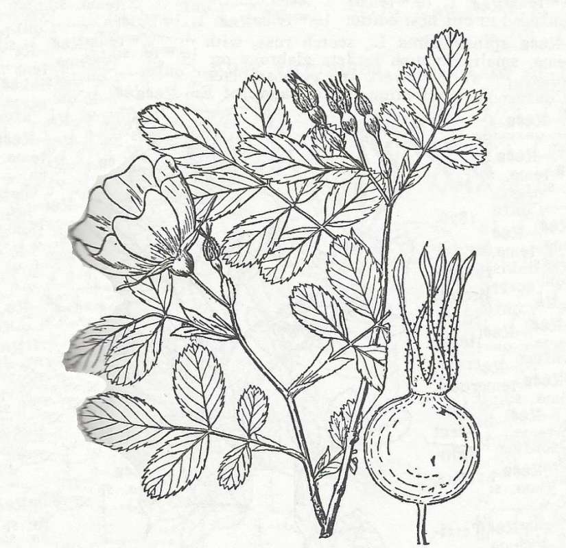 Silhouette- Line Drawing<br>(Origin of the Specimen: Britton and Brown)