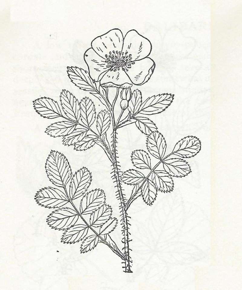 Silhouette - Line Drawing<br>(Origin of the Specimen: Britton and Brown)