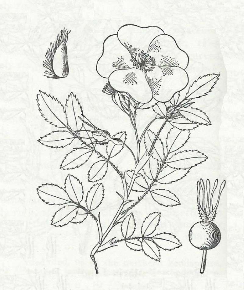 Silhoutte - Line Drawing<br>(Origin of the Specimen: Britton and Brown)