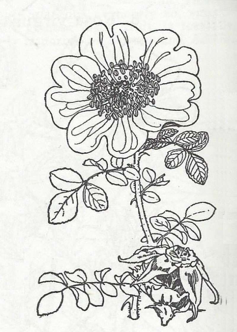Top of Plant in Bloom - Line Drawing<br>(Origin of the Specimen: Britton and Brown)