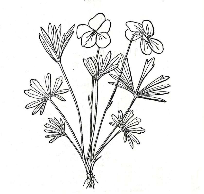 Silhouette<br>(Origin of the Specimen: Britton and Brown, 1913)