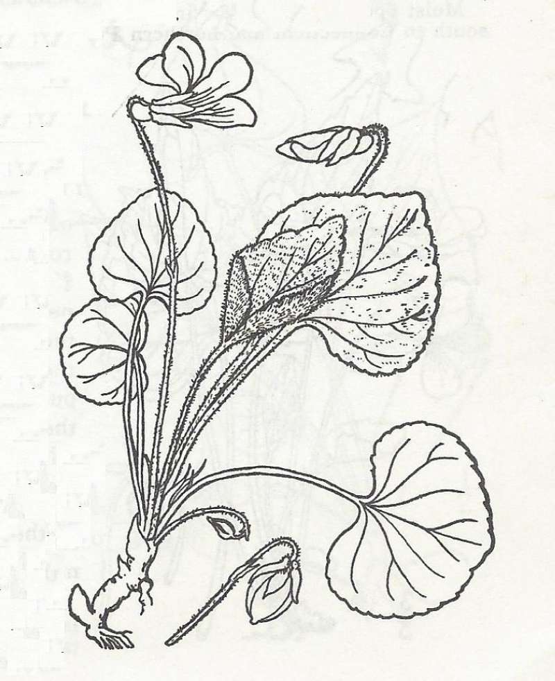 Silhouette<br>(Origin of the Specimen: Britton and Brown)