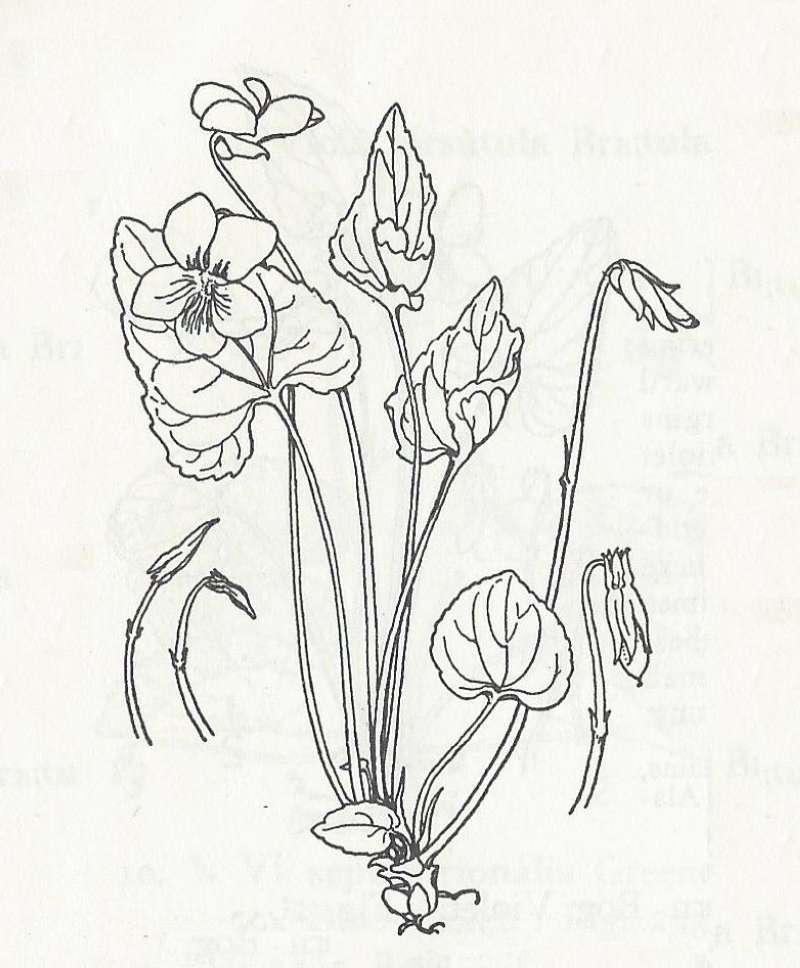 Silhouette - Line Drawing<br>(Origin of the Specimen: Britton and Brown)