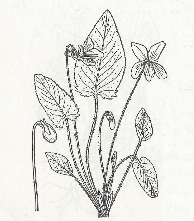 Form fimbriatula - Line Drawing<br>(Origin of the Specimen: Britton and Brown)