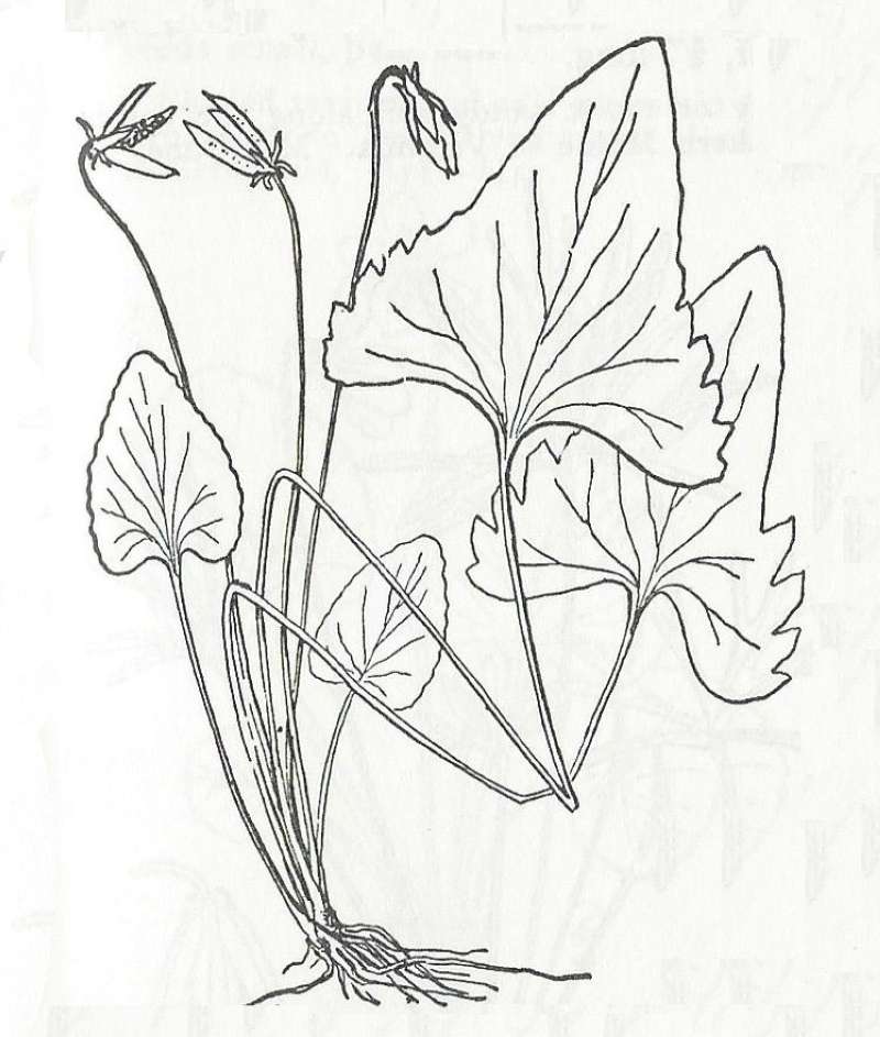 Form emarginata - Line Drawing<br>(Origin of the Specimen: Britton and Brown)