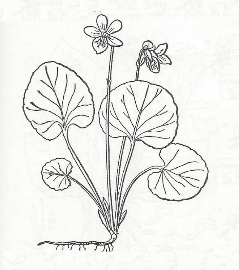 Silhouette - Line Drawing<br>(Origin of the Specimen: Britton and Brown)