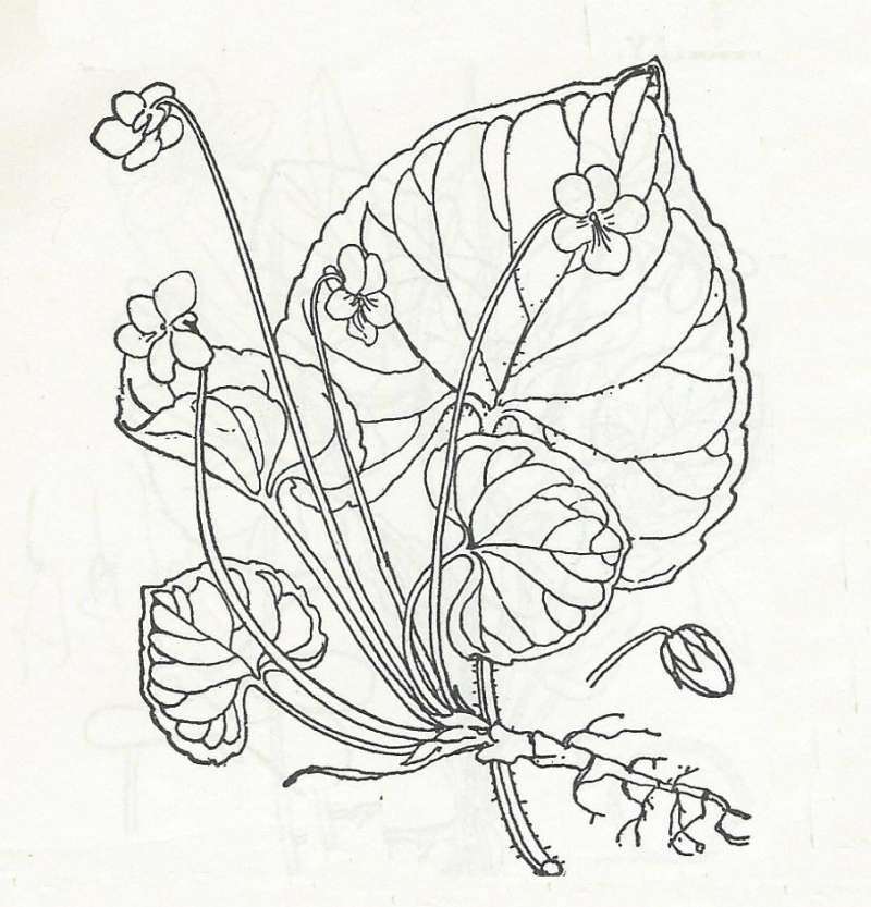 Silhouette-Showing Leaves with Outer Vein<br>(Origin of the Specimen: Britton & Brown as Viola incognita)