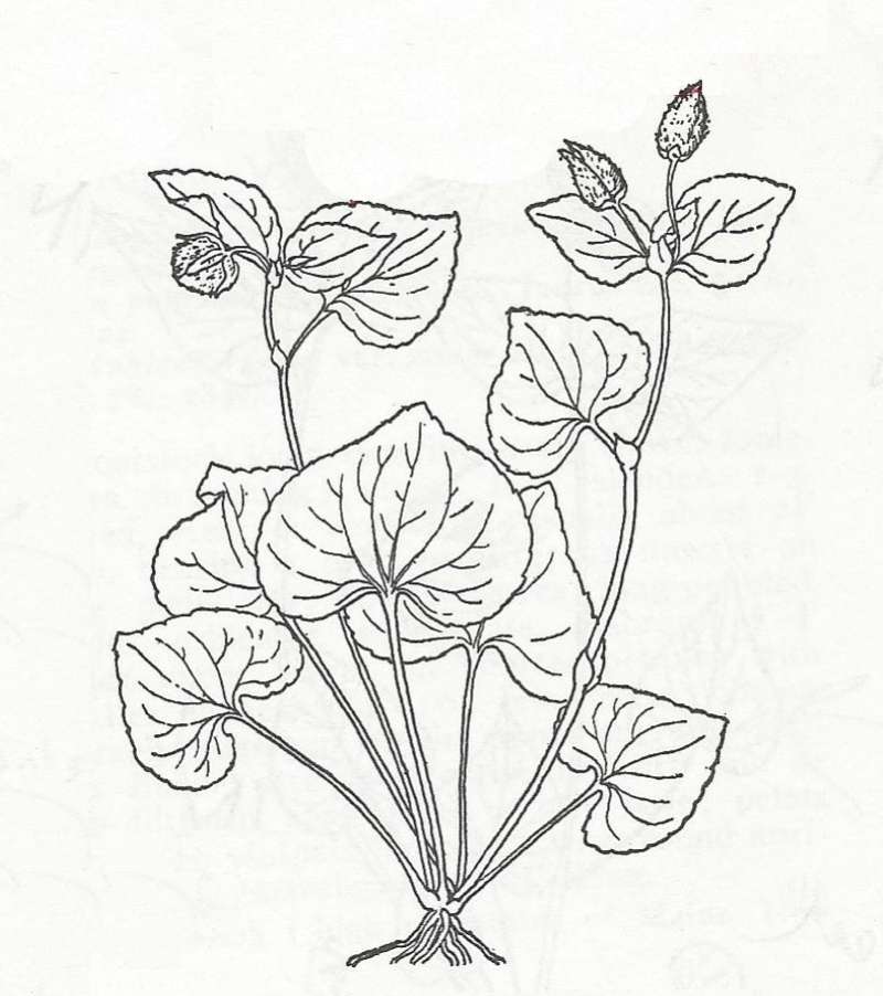 Line Drawing Showing Silhouette Smooth--eriocrpa<br>(Origin of the Specimen: Britton and Brown)