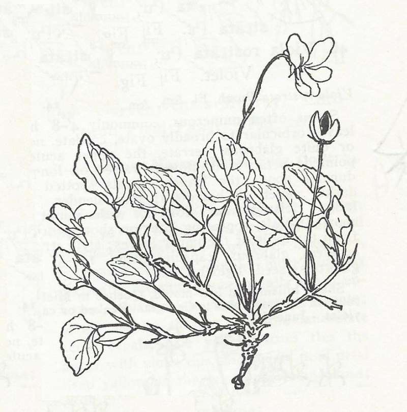 Silhouette - Line Drawing<br>(Origin of the Specimen: Britton and Brown)