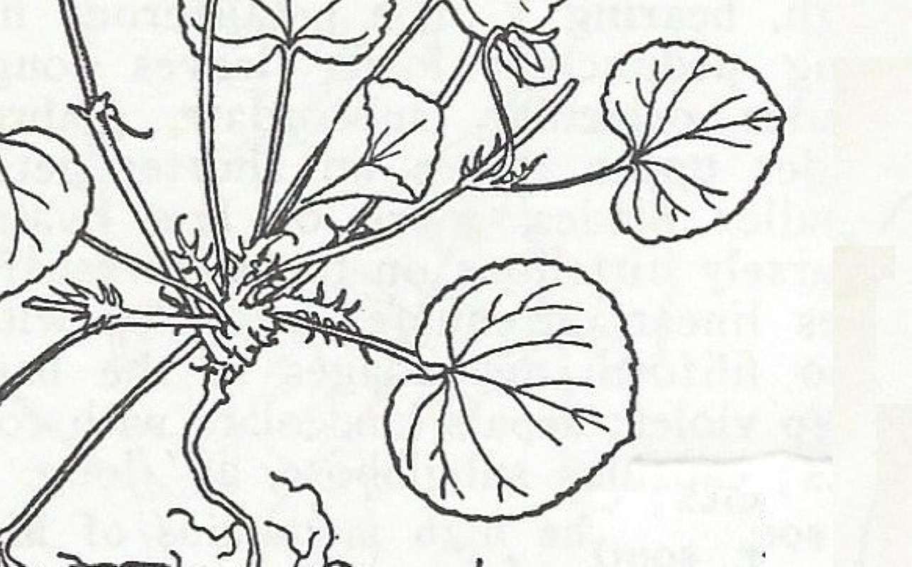 Leaf - Line Drawing<br>(Origin of the Specimen: Britton and Brown)