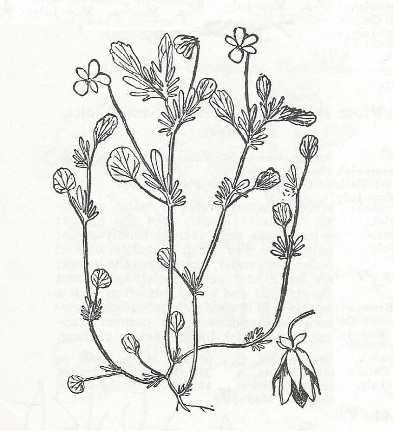 Silhouette - Line Drawing<br>(Origin of the Specimen: Britton and Brown)