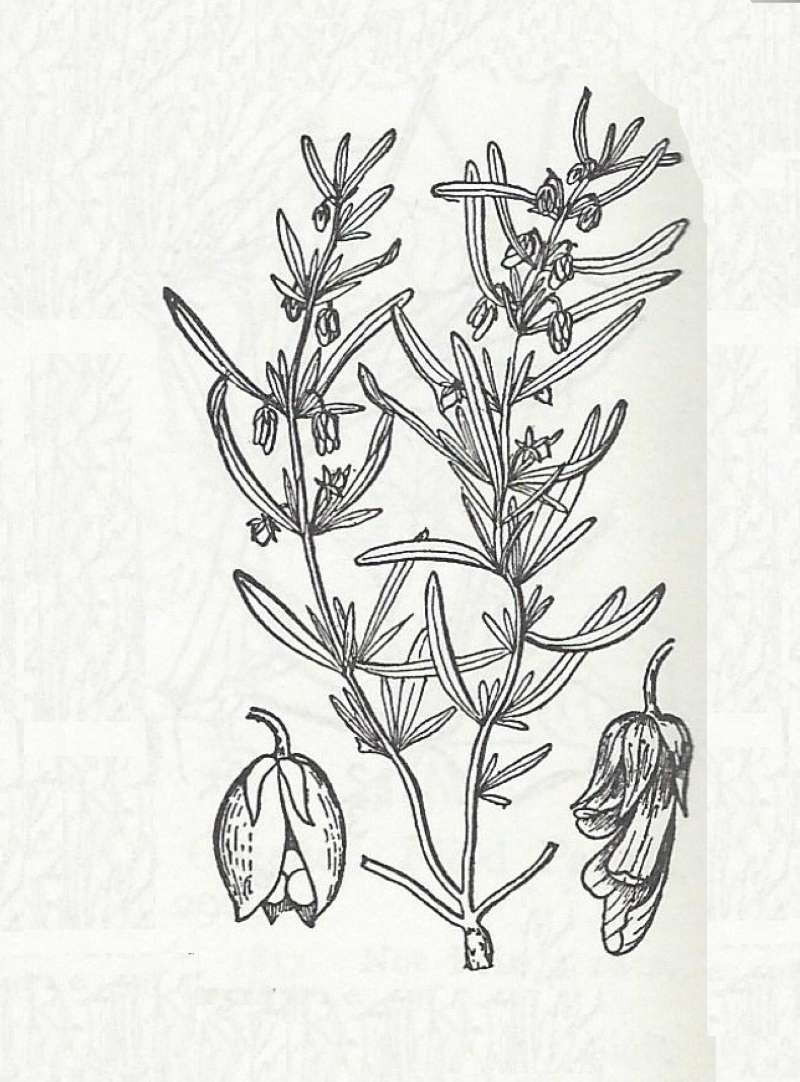 Silhouette - Line Drawing<br>(Origin of the Specimen: Britton and Brown)