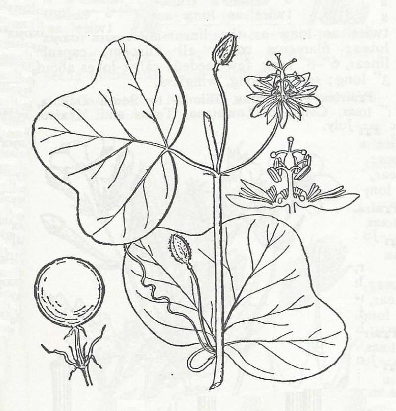 Silhouette - Line Drawing<br>(Origin of the Specimen: Britton and Brown)