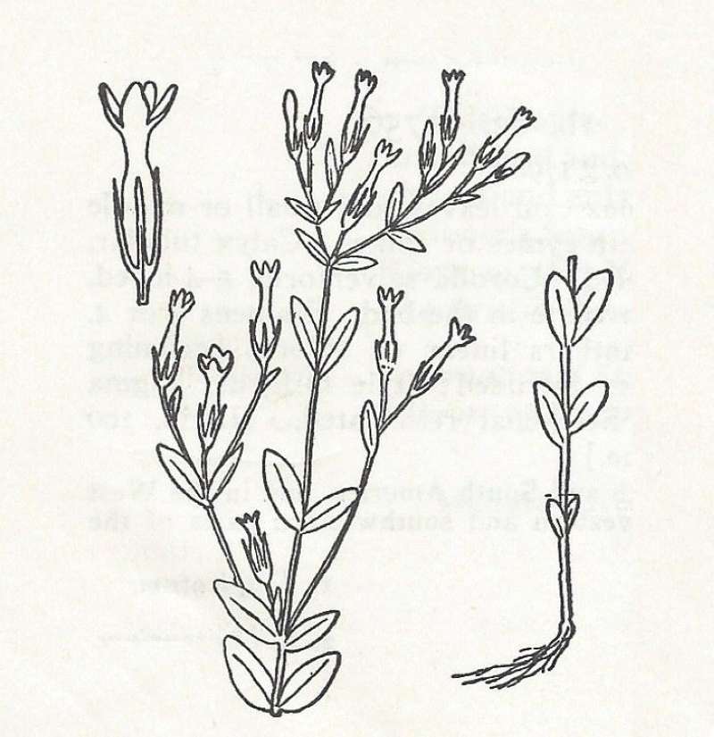 Slhouette - Line Drawing<br>(Origin of the Specimen: Britton and Brown)