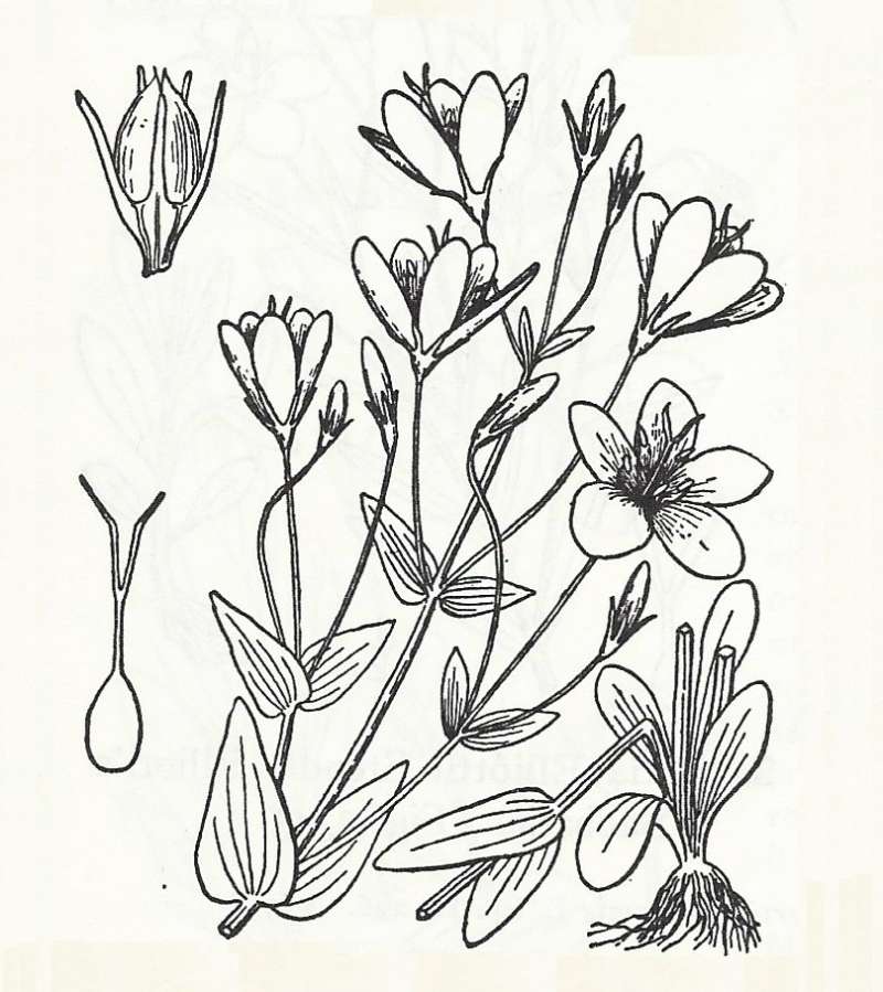 Silhouette by Parts - Line Drawing<br>(Origin of the Specimen: Britton and Brown)