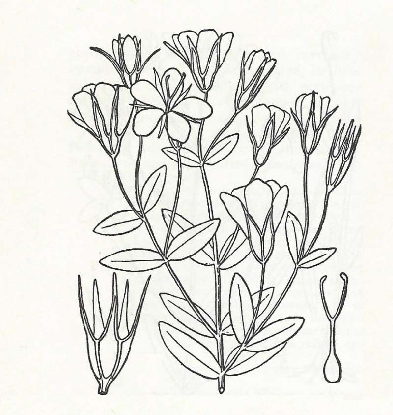 Silhouette by Parts - Line Drawing<br>(Origin of the Specimen: Britton and Brown)