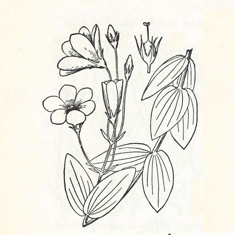 Silhouette - By Parts - Line Drawing<br>(Origin of the Specimen: Britton and Brown)