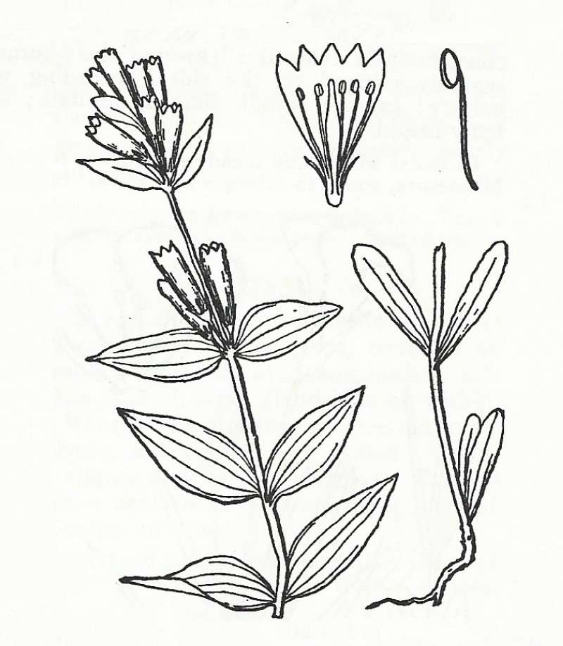 Silhouette by Parts - Line Drawing<br>(Origin of the Specimen: Britton and Brown)