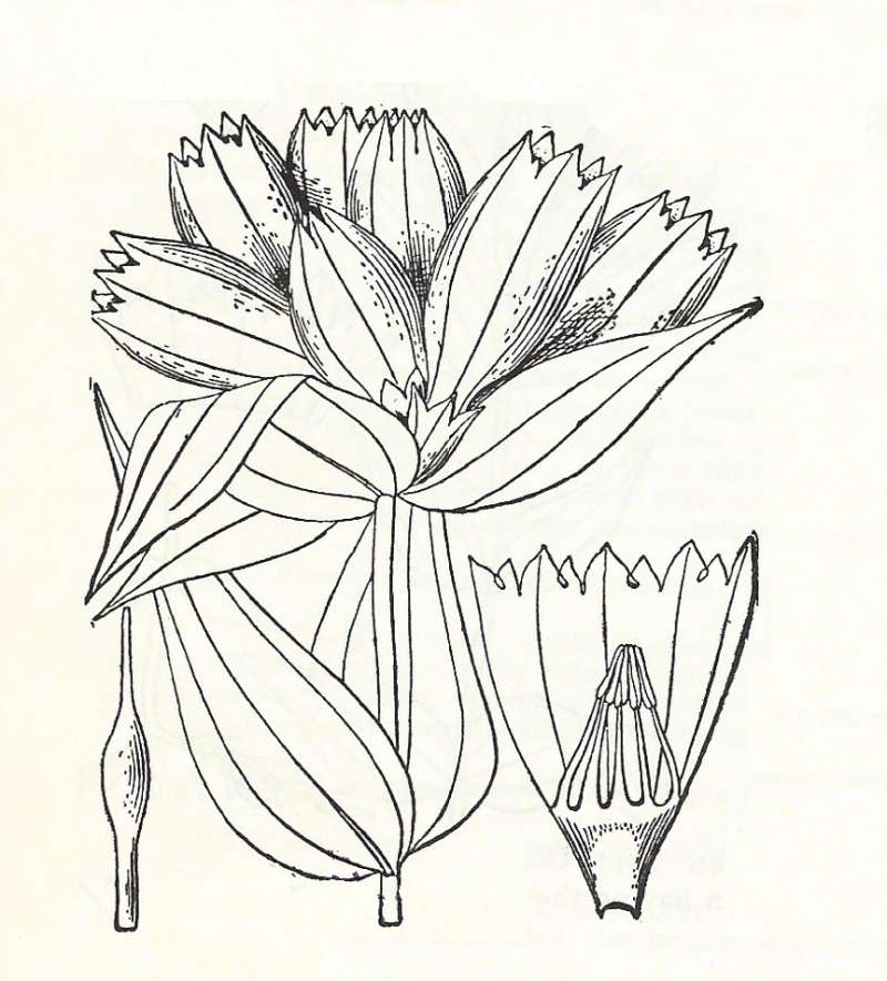Silhouette by Parts - Line Drawing<br>(Origin of the Specimen: Britton and Brown)