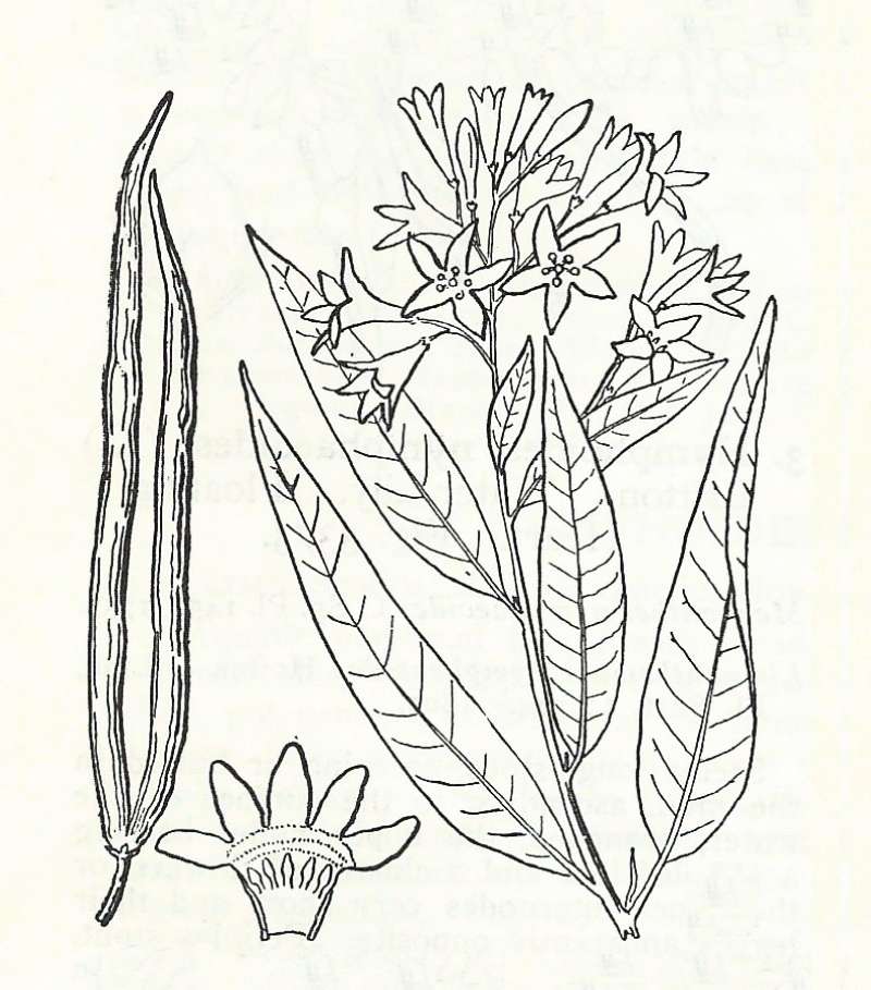 Silhouette by Parts<br>(Origin of the Specimen: Britton and Brown)