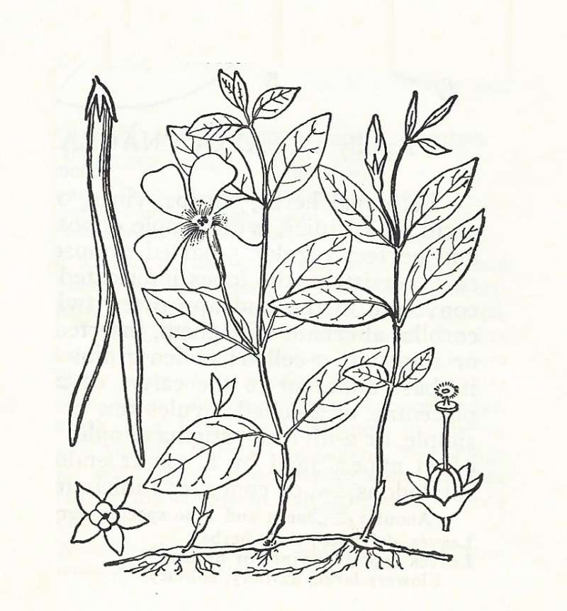 Silhouette by Parts - Line Drawing<br>(Origin of the Specimen: Britton and Brown)