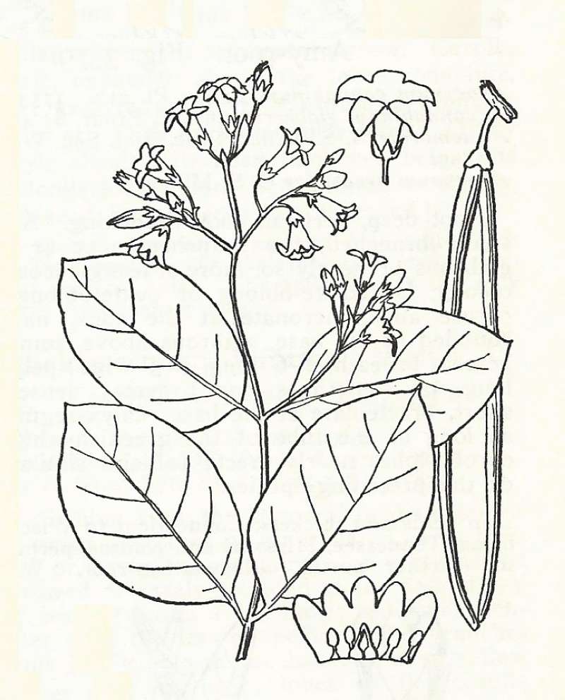 Silhouette by Parts - Line Drawing<br>(Origin of the Specimen: Britton and Brown)