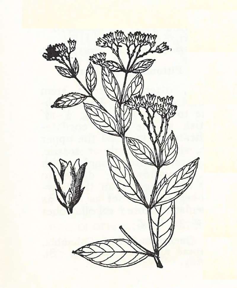 Silhouette by Parts - Line Drawing<br>(Origin of the Specimen: Britton and Brown)