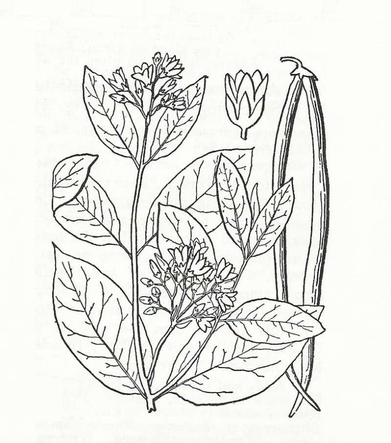 Silhouette by Parts - Line Drawing<br>(Origin of the Specimen: Britton and Brown)