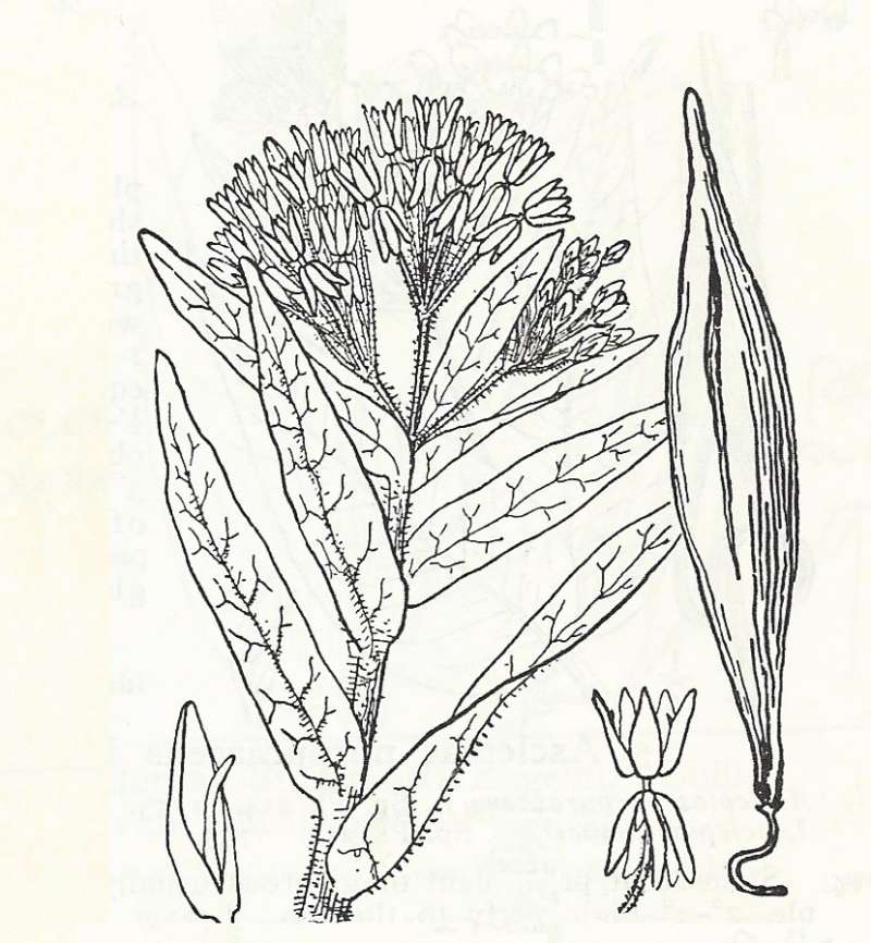 Silhouette by Parts - Line Drawing - tuberosa<br>(Origin of the Specimen: Britton and Brown)