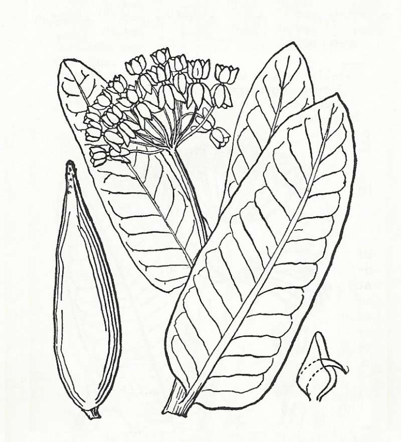 Silhouette by Parts - Line Drawing<br>(Origin of the Specimen: Britton and Brown)