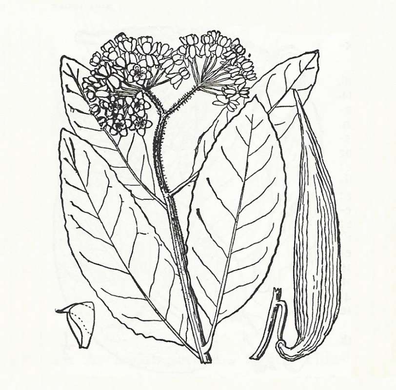 Silhouette by Parts - Line Drawing<br>(Origin of the Specimen: Britton and Brown)