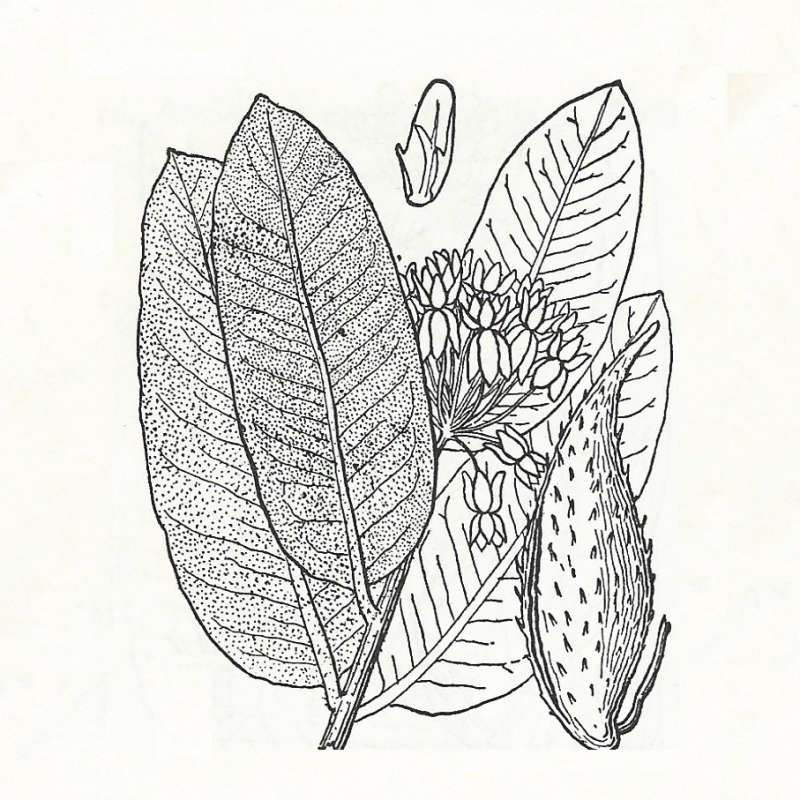 Silhouette by Parts - Line Drawing<br>(Origin of the Specimen: Britton and Brown)