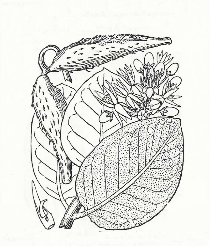 Silhouette by Parts - Line Drawing<br>(Origin of the Specimen: Britton and Brown)