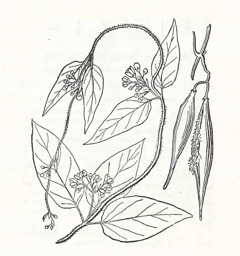 Silhouette by Parts - Line Drawing<br>(Origin of the Specimen: Britton and Brown)