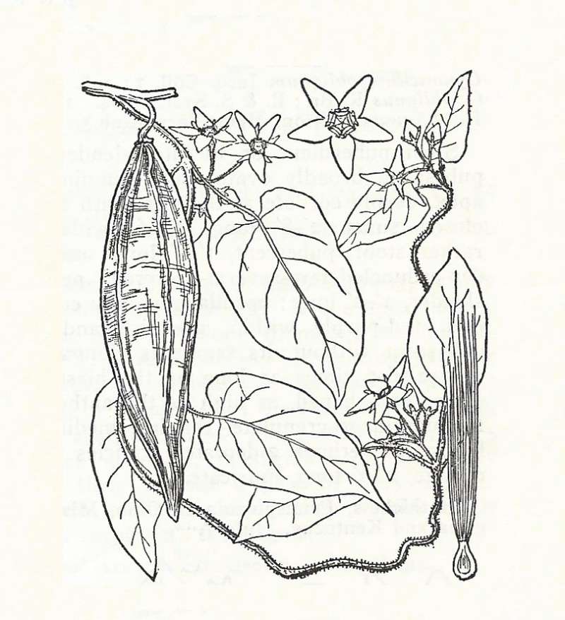 Silhouette by Parts - Line Drawing<br>(Origin of the Specimen: Britton and Brown)