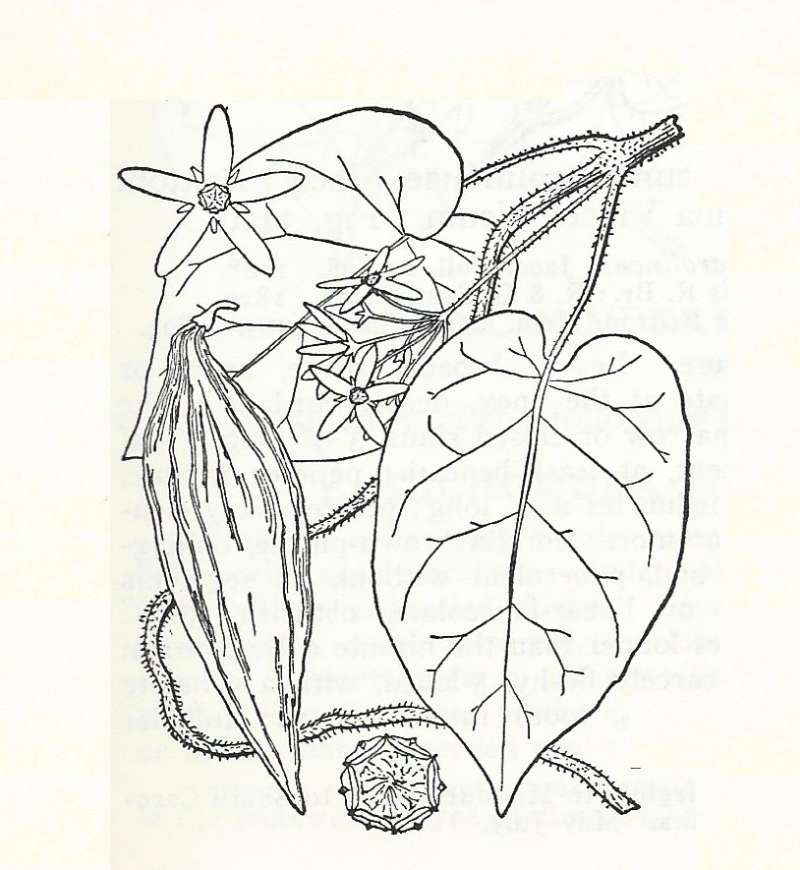 Silhouette by Parts - Line Drawing<br>(Origin of the Specimen: Britton and Brown)