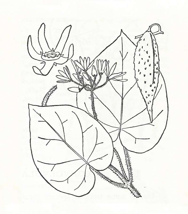 Silhouette by Parts - Line Drawing<br>(Origin of the Specimen: Britton and Brown)