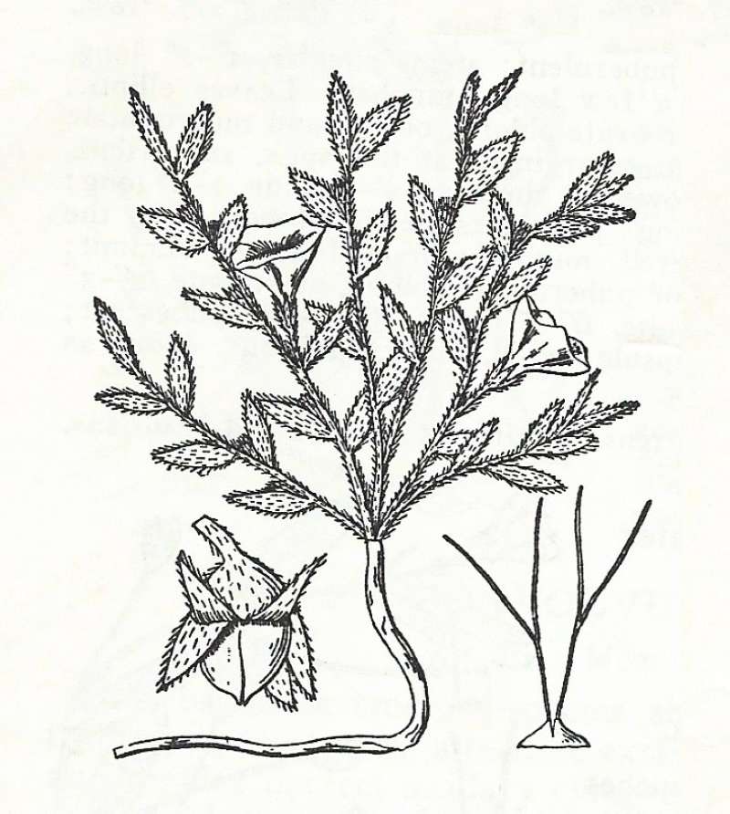 Silhouette by Parts - Line Drawing<br>(Origin of the Specimen: Britton and Brown)