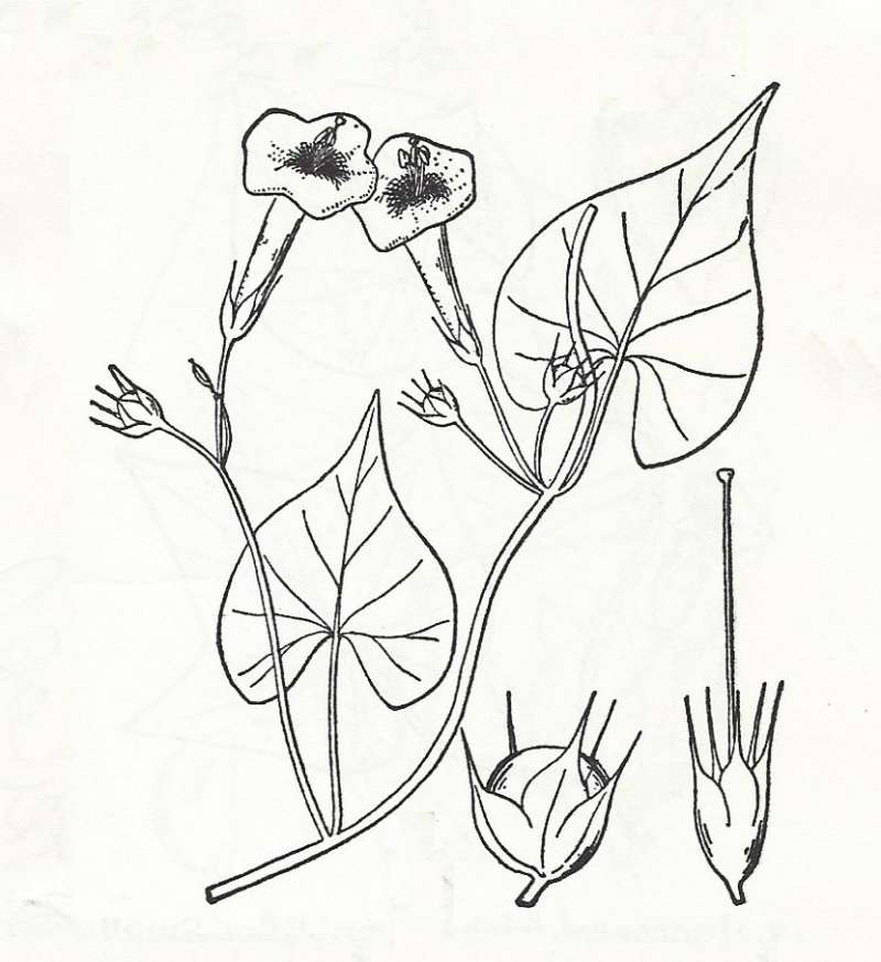 Sihouette by Parts - Line Drawing<br>(Origin of the Specimen: Britton and Brown)