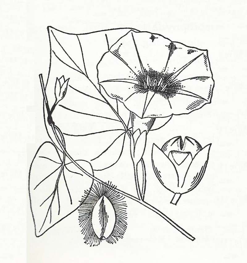 Silhouette by Parts - Line Drawing<br>(Origin of the Specimen: Britton and Brown)