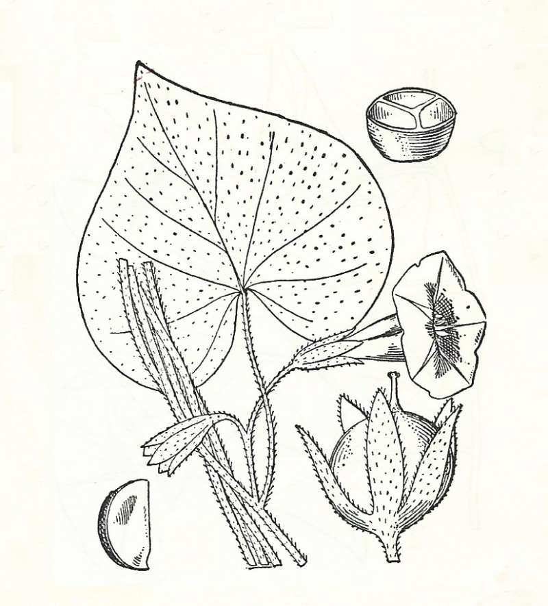 Silhouette - By Parts - Line Drawing<br>(Origin of the Specimen: Britton and Brown)