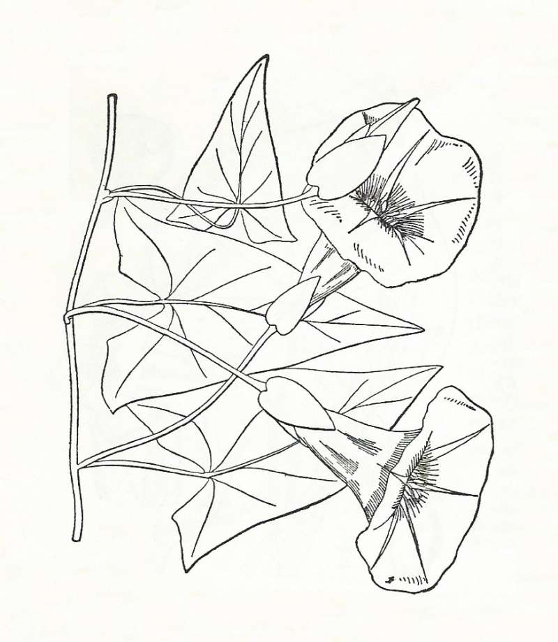 Silhouette by Parts<br>(Origin of the Specimen: Britton and Brown)