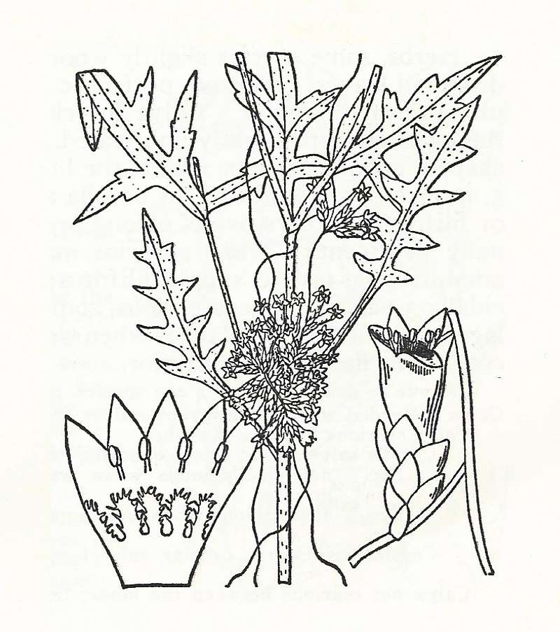 Silhouette Shown on Host Plant<br>(Origin of the Specimen: Britton and Brown)