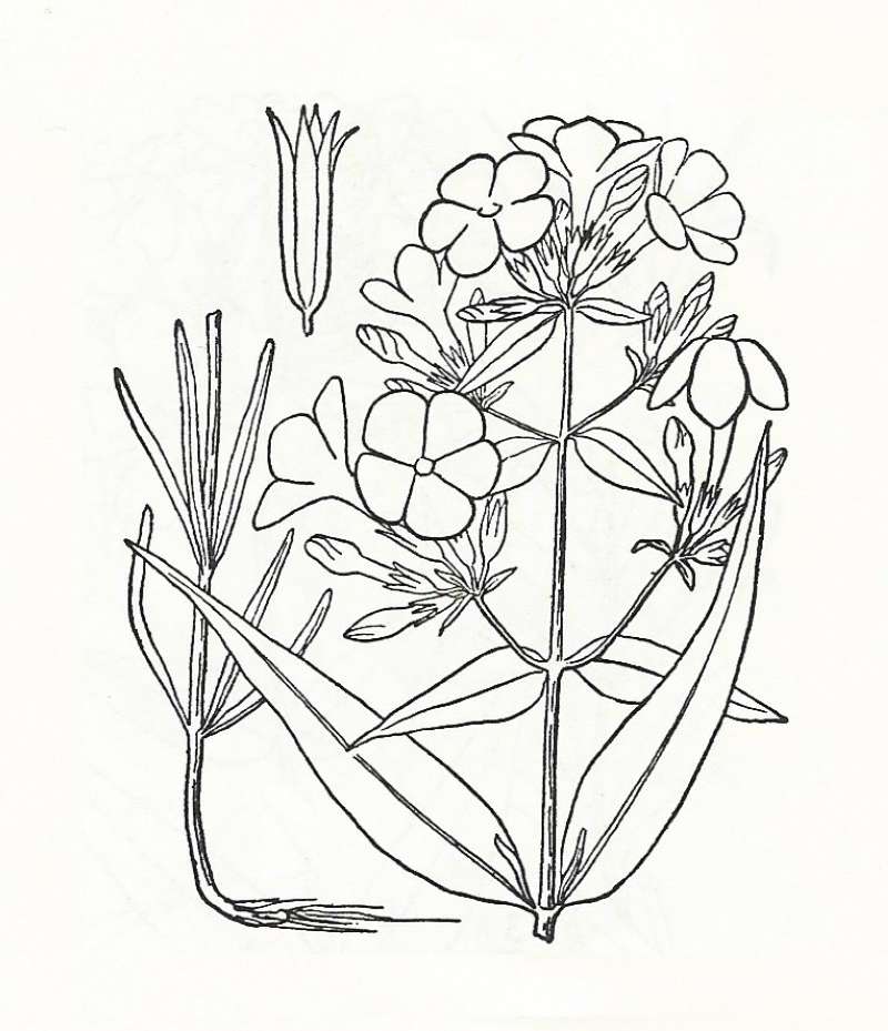 Silhouette by Parts - Line Drawing<br>(Origin of the Specimen: Britton and Brown)